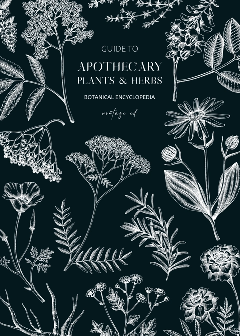 Apothecary label design template. Witchcraft background. Herbal remedies, medicinal plant, witch herbs, natural medicine hand-drawn vector illustration on chalkboard. NOT AI genereted